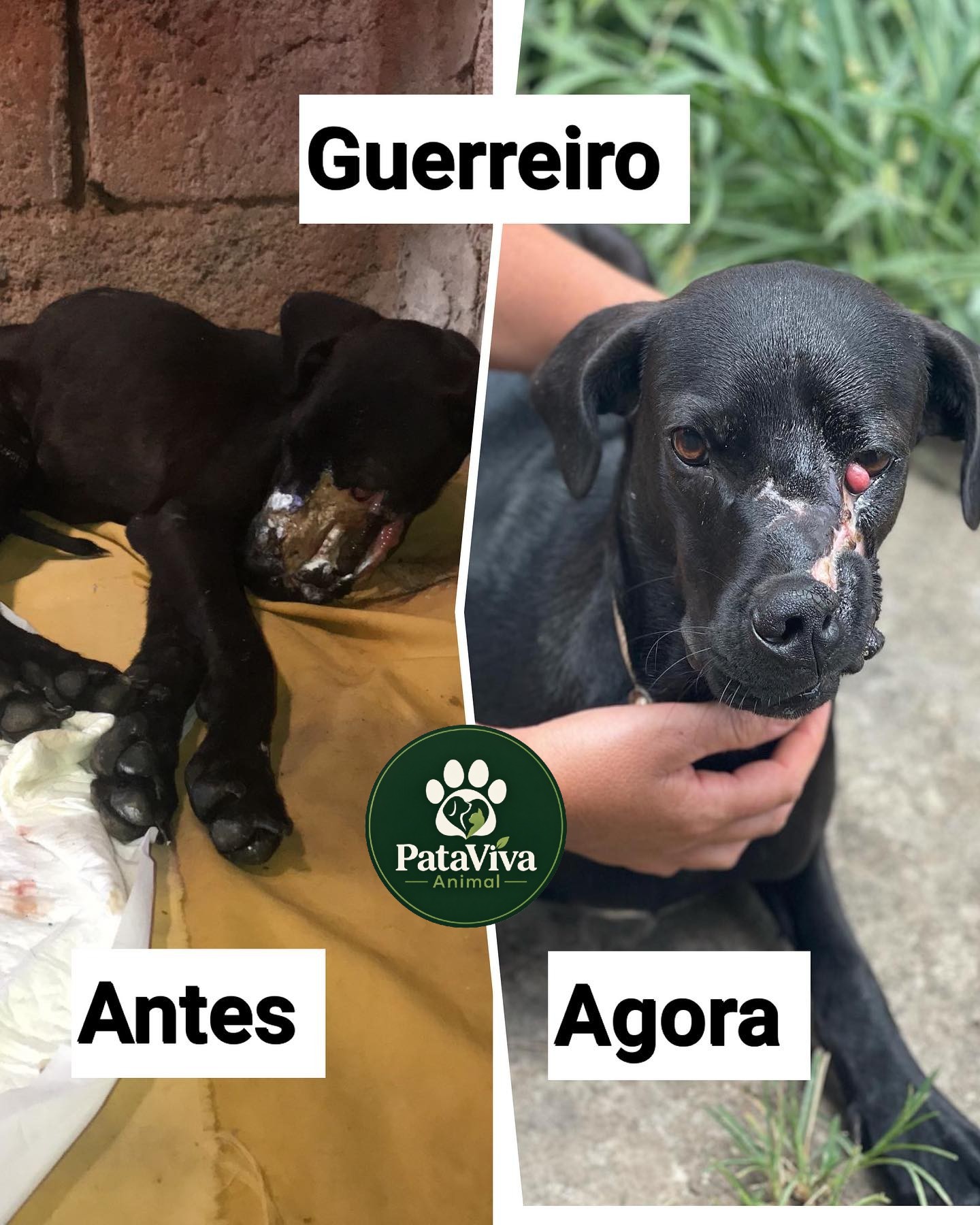 Comparação antes e depois do Guerreiro, um cão preto resgatado em tratamento