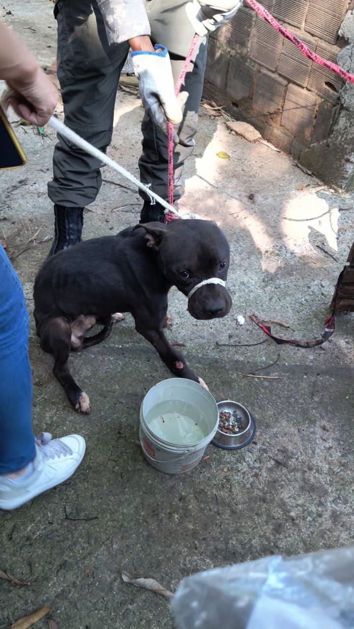 Cão preto resgatado, magro e com focinheira de pano, recebendo cuidados de uma equipe de resgate