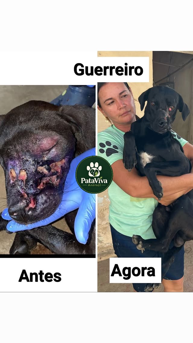Registro do tratamento do Guerreiro e a evolução dele durante a recuperação
