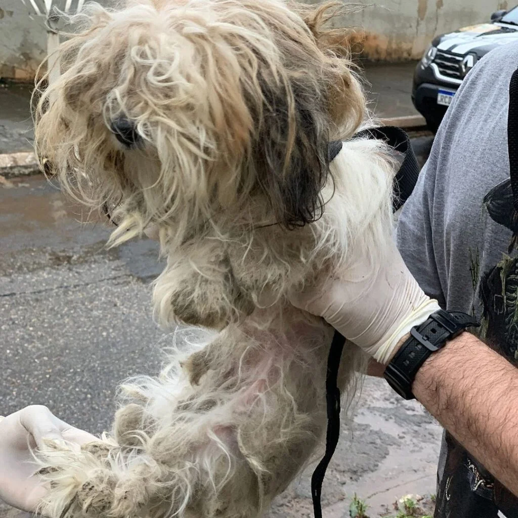 Cão pequeno de pelos embaraçados sendo segurado com luvas por uma pessoa durante o resgate