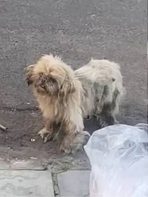Cão pequeno sozinho na rua antes do resgate