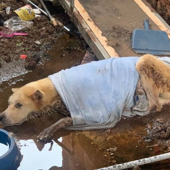 Cão claro encontrado deitado na lama, envolvido em uma camiseta, durante um resgate